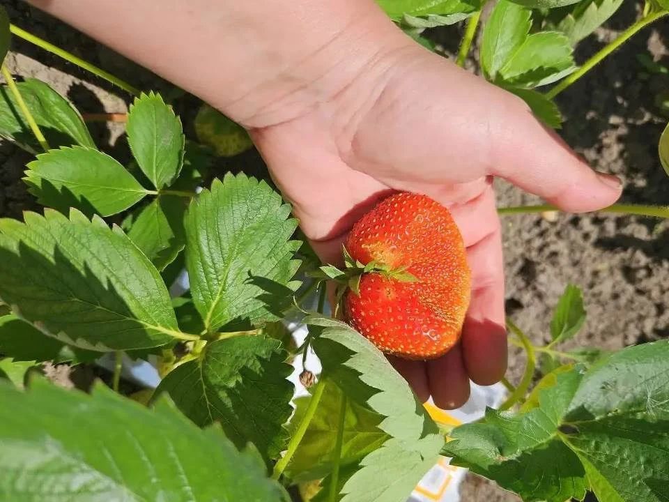 22 июля отмечают день Панкратия и Кирилла, который также называют «Ягодник» 22 июля отмечают день Панкратия и Кирилла, который также называют «Ягодник»