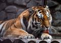Стань опекуном символа Дальнего Востока – амурского тигра