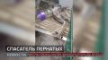 Хабаровские экологи начали помогать неравнодушному рыбаку из Амурска, который уже три года занимается спасением птенцов крачки, гибнущих во время амурского половодья