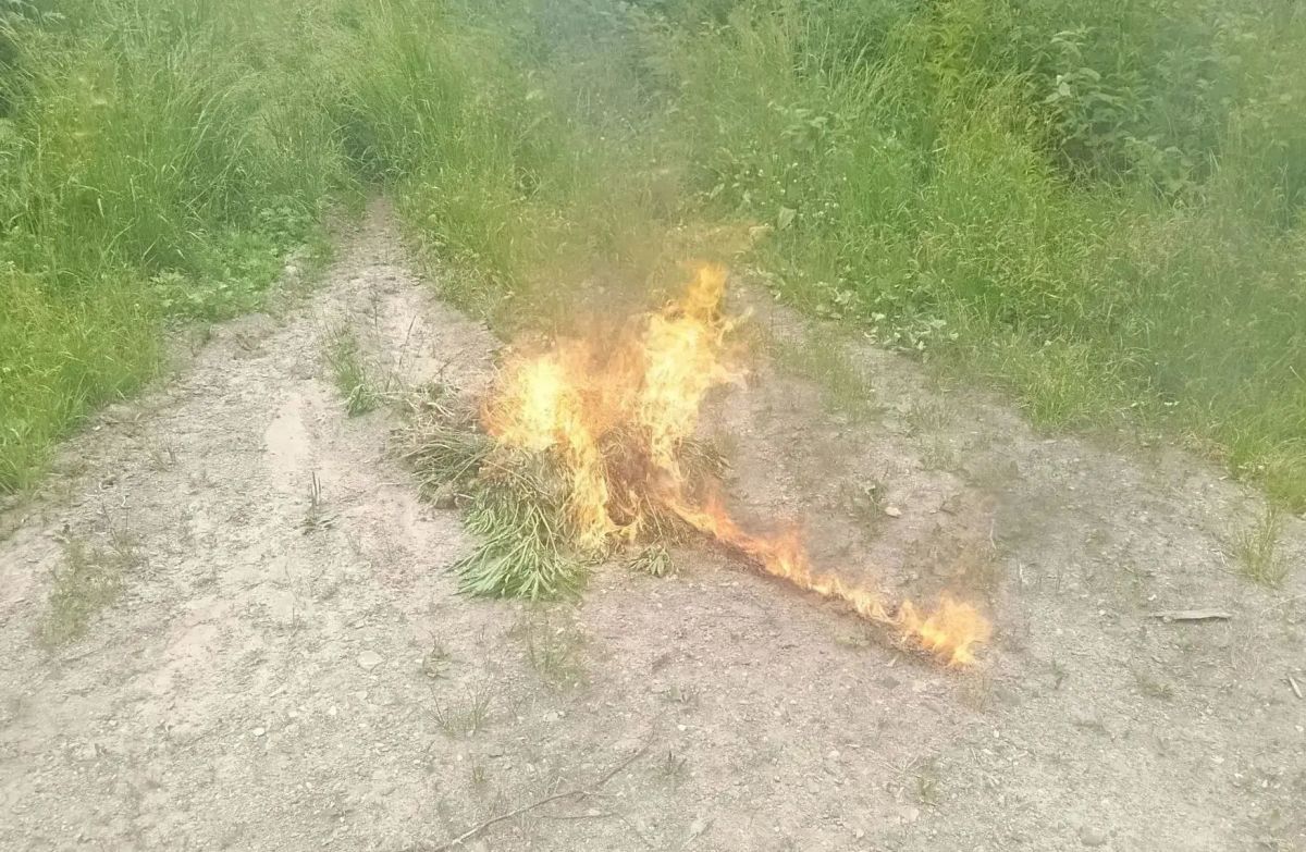 В Комсомольском и Ульчском районах полицейские ликвидировали три очага дикорастущей конопли В Комсомольском и Ульчском районах полицейские ликвидировали три очага дикорастущей конопли
