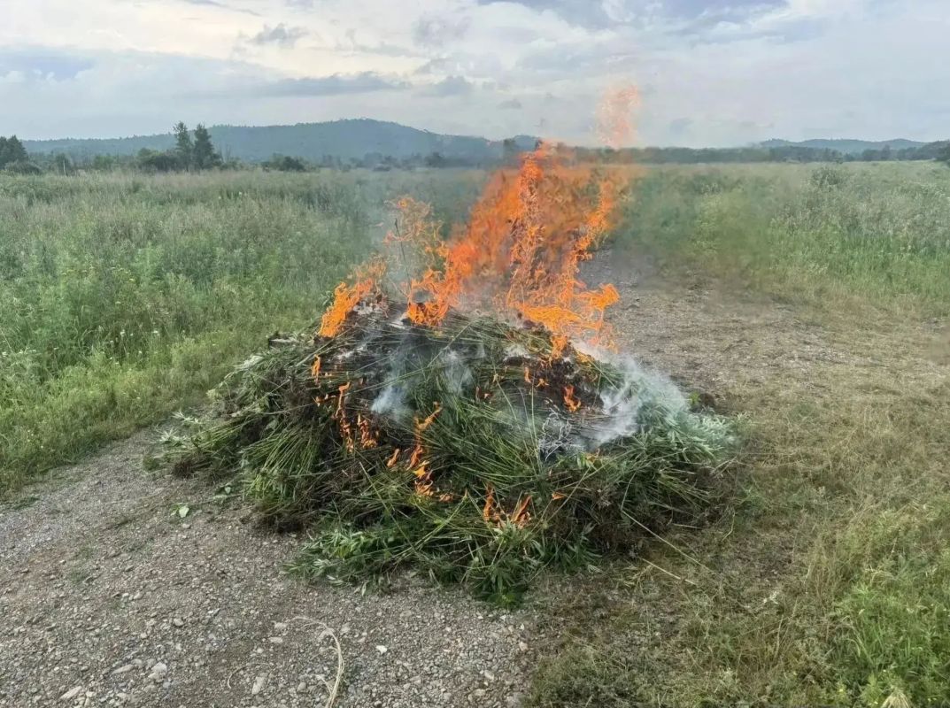 В Комсомольском и Ульчском районах полицейские ликвидировали три очага дикорастущей конопли В Комсомольском и Ульчском районах полицейские ликвидировали три очага дикорастущей конопли