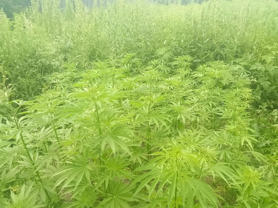 В Комсомольском и Ульчском районах полицейские ликвидировали три очага дикорастущей конопли В Комсомольском и Ульчском районах полицейские ликвидировали три очага дикорастущей конопли