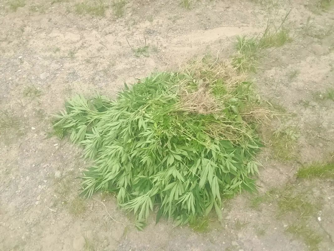 В Комсомольском и Ульчском районах полицейские ликвидировали три очага дикорастущей конопли В Комсомольском и Ульчском районах полицейские ликвидировали три очага дикорастущей конопли