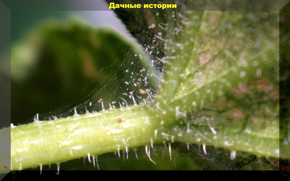 Как победить невидимого врага: эффективные средства против паутинного клеща