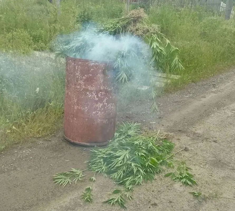 В Комсомольском и Ульчском районах полицейские ликвидировали три очага дикорастущей конопли В Комсомольском и Ульчском районах полицейские ликвидировали три очага дикорастущей конопли