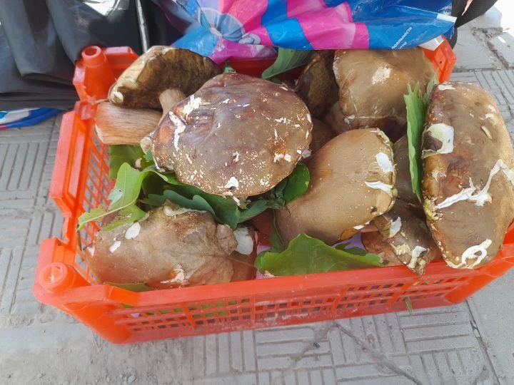 Грибной сезон в Хабаровском крае: цены, лучшие места и правила безопасности