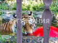 День тигра прошел в зоосаде «Приамурский» в Хабаровске