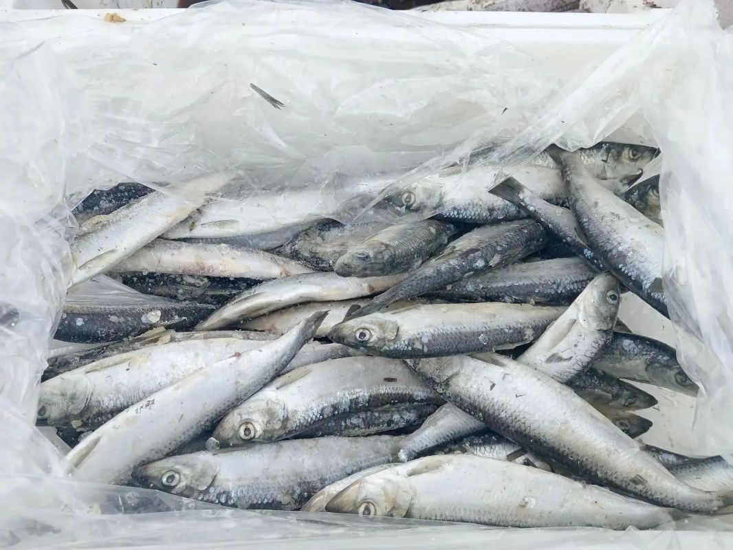 17 тонн рыбной продукции по доступным ценам