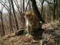Леопард Памелы Андерсон стал «гражданкой» Китая