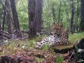 На Дальнем Востоке впервые посчитали леопардов и тигров по обе стороны границы