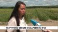 На 53 тонны больше овощей в этом году, по сравнению с аналогичным периодом прошлого сезона, собрали местные фермеры