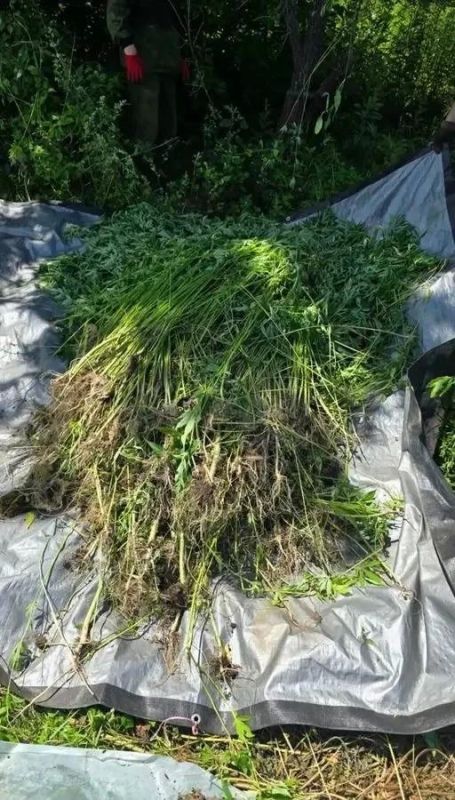 1673 куста конопли вырастил житель Приморья 1673 куста конопли вырастил житель Приморья