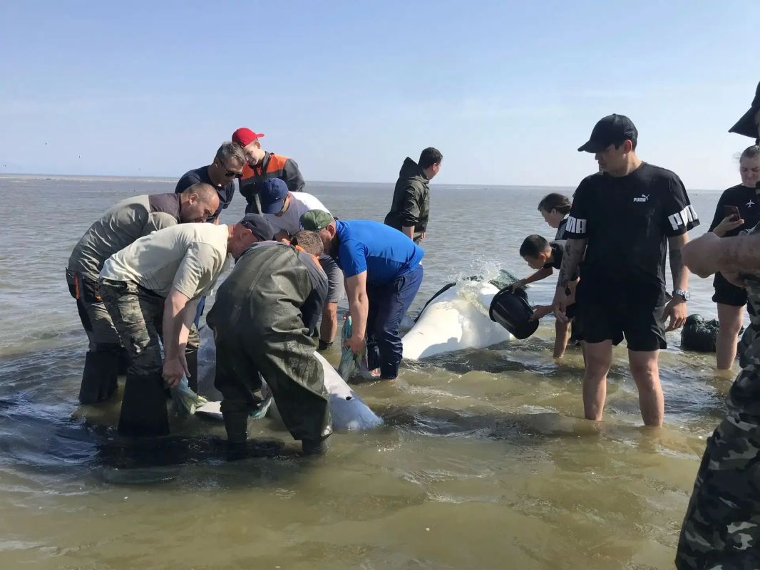 В Тугуро-Чумиканском районе спасли белух, застрявших на мели В Тугуро-Чумиканском районе спасли белух, застрявших на мели