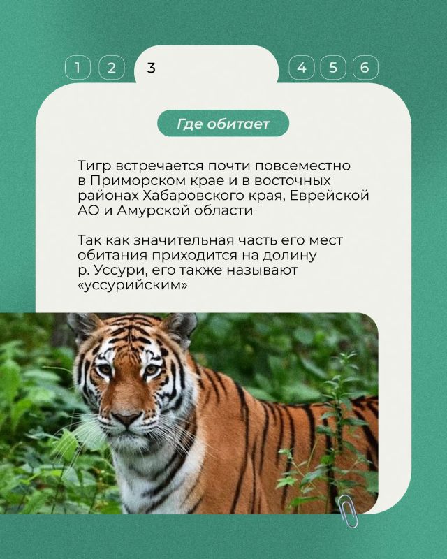 29 июля отмечается Международный день тигра — праздник, который напоминает, как важно сохранять одного из самых редких и величественных хищников планеты 29 июля отмечается Международный день тигра — праздник, который напоминает, как важно сохранять одного из самых редких и величественных хищников планеты