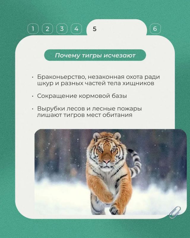 29 июля отмечается Международный день тигра — праздник, который напоминает, как важно сохранять одного из самых редких и величественных хищников планеты 29 июля отмечается Международный день тигра — праздник, который напоминает, как важно сохранять одного из самых редких и величественных хищников планеты