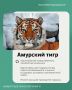 29 июля отмечается Международный день тигра — праздник, который напоминает, как важно сохранять одного из самых редких и величественных хищников планеты