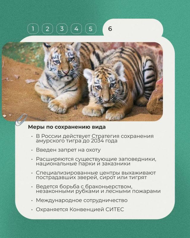 29 июля отмечается Международный день тигра — праздник, который напоминает, как важно сохранять одного из самых редких и величественных хищников планеты 29 июля отмечается Международный день тигра — праздник, который напоминает, как важно сохранять одного из самых редких и величественных хищников планеты