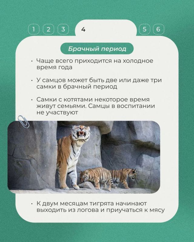 29 июля отмечается Международный день тигра — праздник, который напоминает, как важно сохранять одного из самых редких и величественных хищников планеты 29 июля отмечается Международный день тигра — праздник, который напоминает, как важно сохранять одного из самых редких и величественных хищников планеты