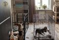 В Хабаровске осуждена местная жительница за мошенничество при продаже породистых собак