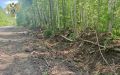 В Хабаровском крае по материалам прокурорской проверки возбуждено уголовное дело за незаконную рубку леса