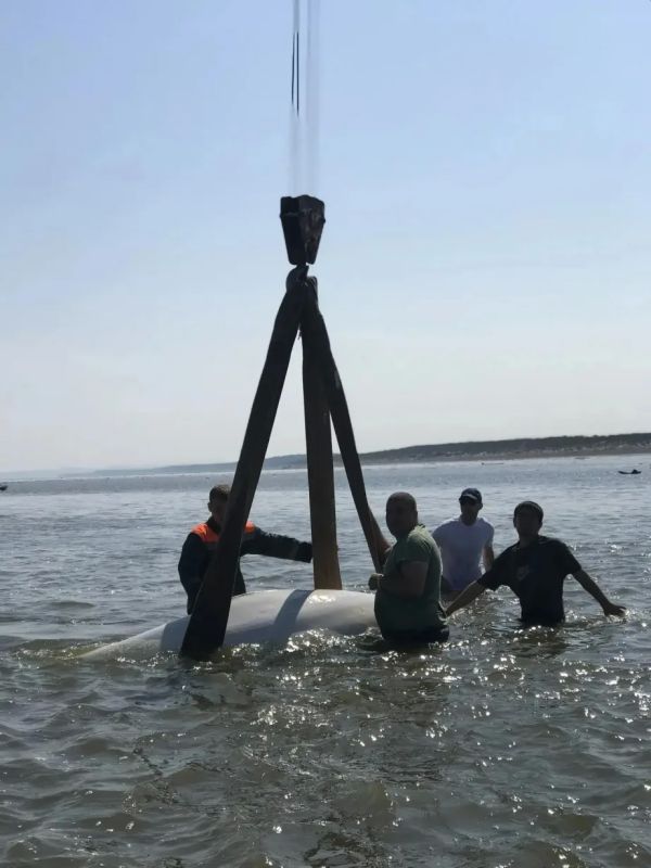 Жители Тугуро-Чумиканского района объединились, чтобы спасти белух, попавших на мель Жители Тугуро-Чумиканского района объединились, чтобы спасти белух, попавших на мель