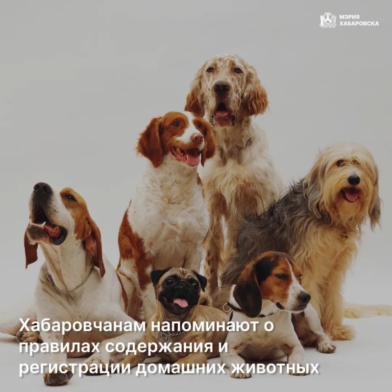 Важное напоминание для владельцев домашних животных в Хабаровске!
