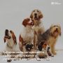 Важное напоминание для владельцев домашних животных в Хабаровске!