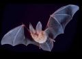 Почему летучие мыши — лучшие союзники вашего сада и как их привлечь