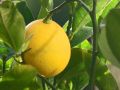 Секреты проращивания лимонного семени
