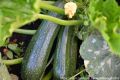Как продлить урожай кабачков: секреты осенней подкормки