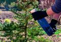 Защита хвойных растений: как сохранить зелень весной