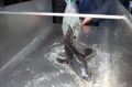 Хабаровский край выстраивает стратегию роста рыбохозяйственного комплекса