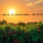 Как сохранить свой ягодный урожай: эффективные способы защиты от птиц