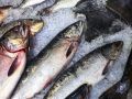 Рыбаки Хабаровского края с начала года добыли 329,2 тысячи тонн биоресурсов