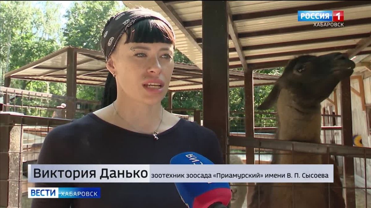 Не рады только помидорам: в зоосаде «Приамурский» в двенадцатый раз стартовала акция «Добрый урожай»