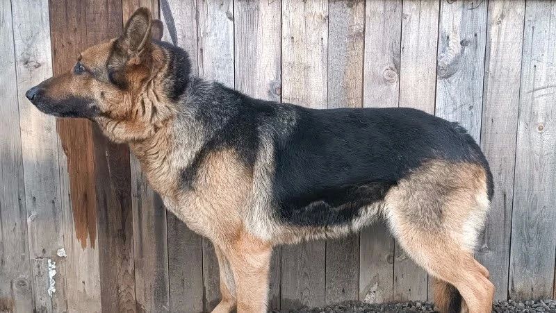 Пес Линк не прошел службу и теперь ищет новый дом