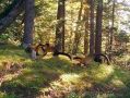 Харзы не любят одиночество, поэтому охотятся компаниями