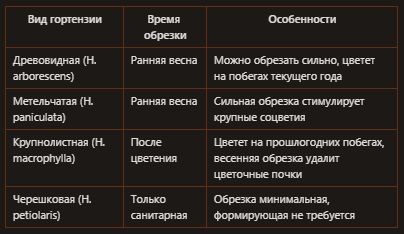 Загадочные соцветия гортензии: причины и решения