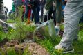 Хабаровчане высадят тысячи деревьев в рамках общероссийской акции «Сохраним лес»