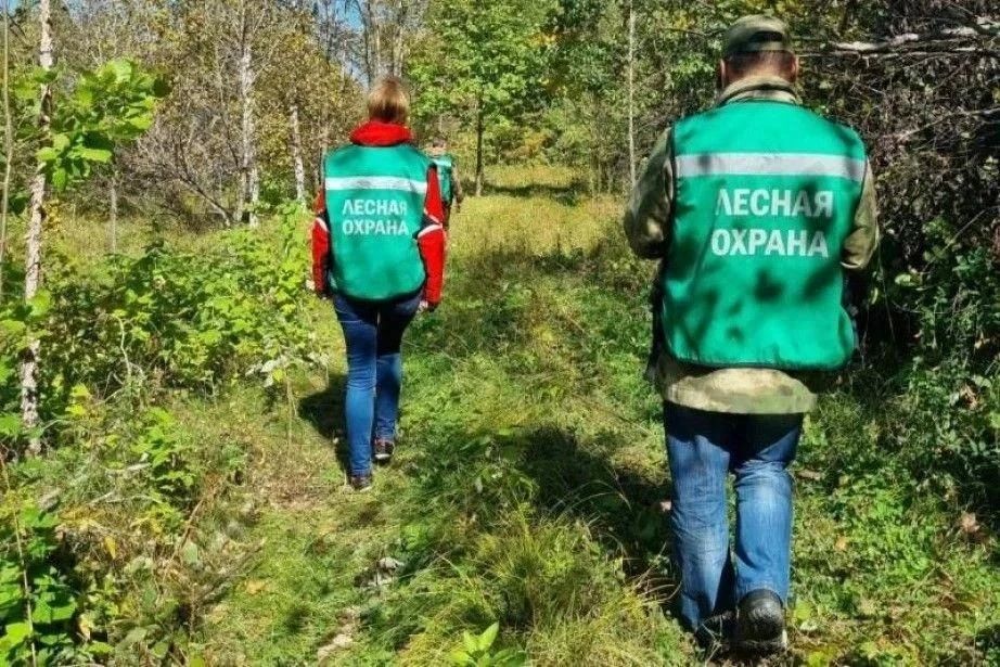 Уже вторую неделю в Хабаровском крае не зафиксировано ни одного лесного пожара