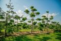Садовый центр Green Space открывает двери для всех любителей уникальных растений