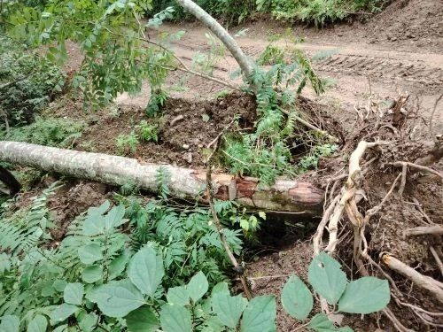 В районе имени Лазо сотрудники полиции задержали местного жителя подозреваемого в повреждении лесных насаждений В районе имени Лазо сотрудники полиции задержали местного жителя подозреваемого в повреждении лесных насаждений