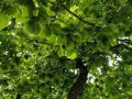 16 команд школьных лесничеств соревновались в Хабаровске