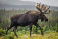 Лесничий обнаружил браконьера, застрелившего лося в Ванинском районе