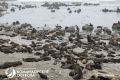 На острове Беринга спасли трех маленьких морских котиков