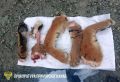 Браконьера, убившего амурского тигра и продававшего его части, осудят в Приморье