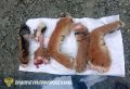 Браконьер из Приморья ответит за убийство тигра