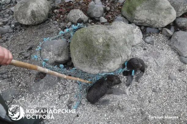 На острове Беринга спасли трех маленьких морских котиков На острове Беринга спасли трех маленьких морских котиков