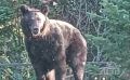 На Сахалине третьи сутки охраняют детсад от медведей