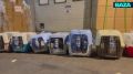 В аэропорту Владивостока заметили 45 кошек, енота и лемура
